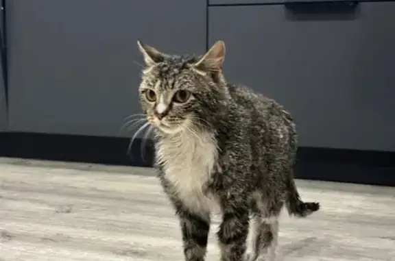 Найденные животные Томск, фото: Кот найден: пер. Богдана Хмельницкого, 12