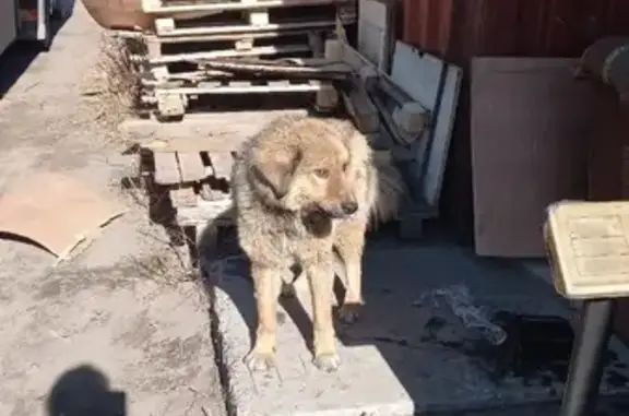 Собака найдена на ул. Недорезова, Чита