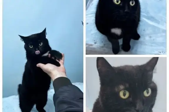 Кошка найдена: Космический пр., 14Б, Омск