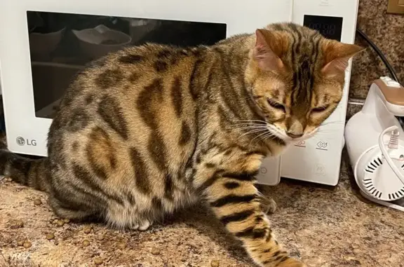 Кошка найдена: Спортивная ул., 6, Балашиха