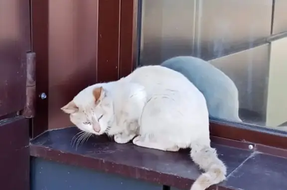 Кошка найдена: ул. Курнатовского, 73, Чита