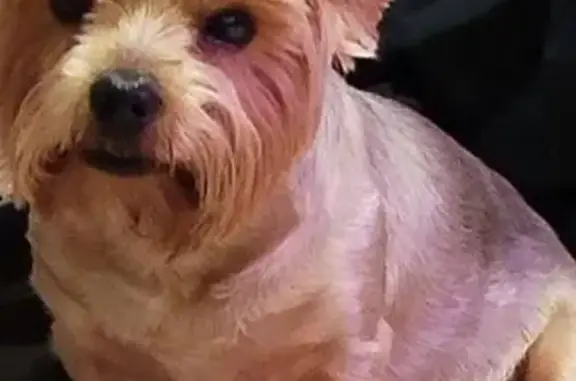 Найдена собака, Красноярск, фото: Найдена собака, ул. Щорса 31, Красноярск