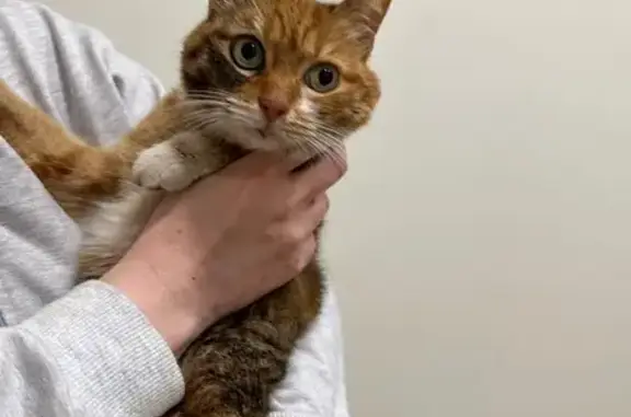 Кошка найдена, Южная ул. 34, Кострома