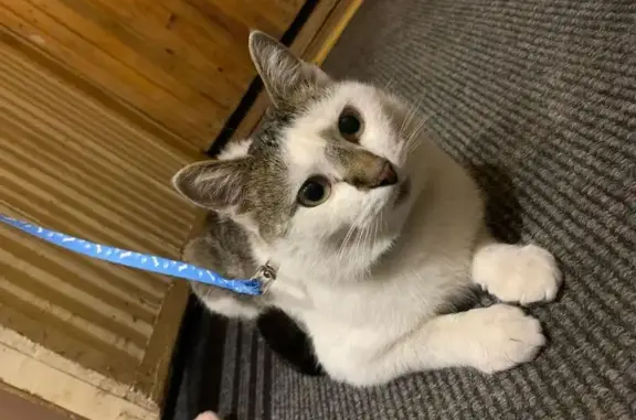 Кошки потеряшки, , фото: Потеряшка кошка, Интернациональная 61, Белебей