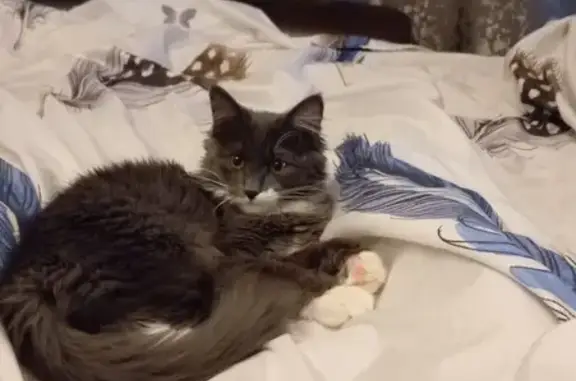 Кошки потеряшки, Новосибирск, фото: Потеряшка кошка, ул. Титова, 3, Новосибирск