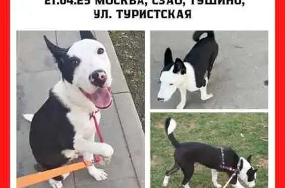 Найдена собака, Москва, фото: Щенок найден: ул. Туристская, 31 к1, Москва