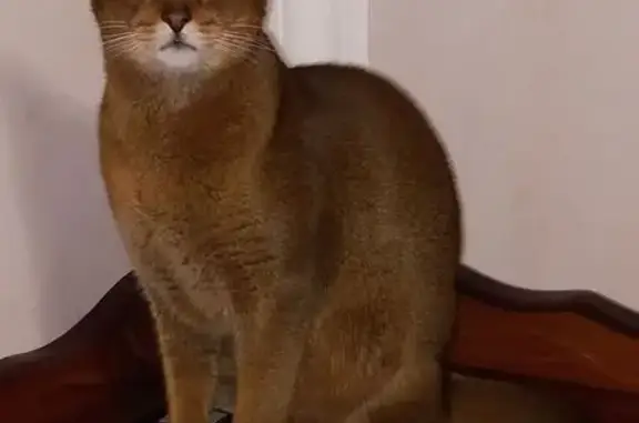 Пропала кошка, Гизель, Северная Осетия