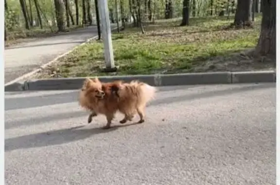 Найден рыжий шпиц, ул. Михеева, Тула