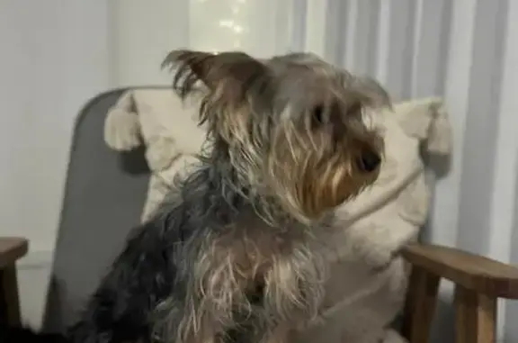 Найдена собака, Сочи, фото: Сочи: найдена собака, Абрикосовая 15