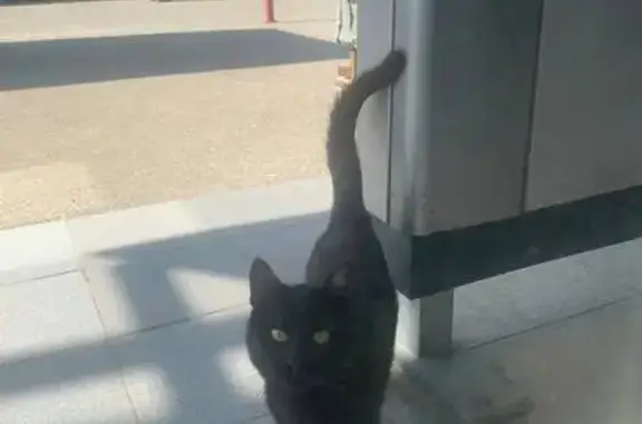Кошка найдена, ул. Беломорская, 69А к6