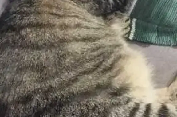 Кошки потеряшки, Киров, фото: Потеряшка кот, Павла Корчагина 232 к1