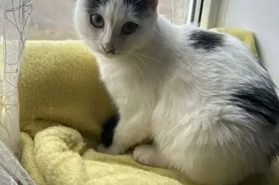 Потерянные животные Салават, фото: Пропала кошка, Уфимская 124, Салават