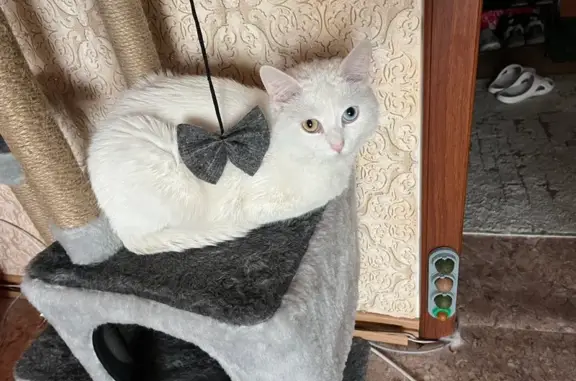 Пропала кошка, Обручева 69, Прокопьевск