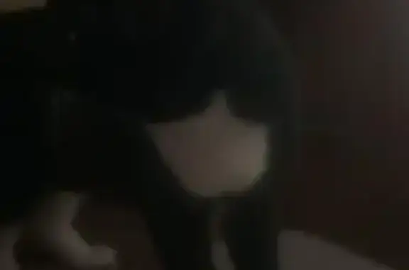 Кошки потеряшки, Самара, фото: Потеряшка кошка, пр. Юных Пионеров 57, Самара