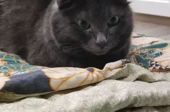 Кошки потеряшки, Казань, фото: Потеряшка кошка, ул. Профессора Камая, Казань