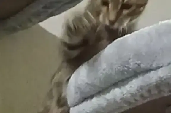 Кошки потеряшки, Московская область, фото: Потеряшка кошка в Бекасово, МО