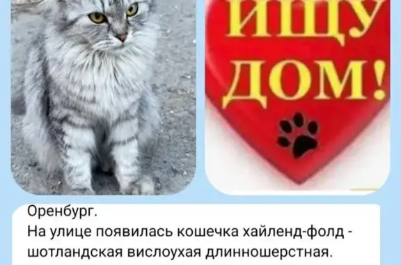 Кошка найдена, пр. Майский, 13, Оренбург