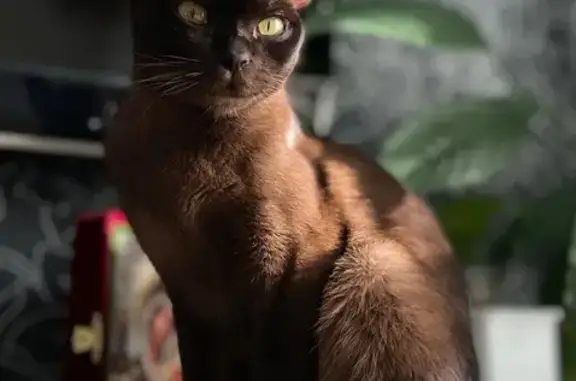 Кошки потеряшки, Горячий Ключ, фото: Потеряшка кошка, ул. Бабушкина 39/2