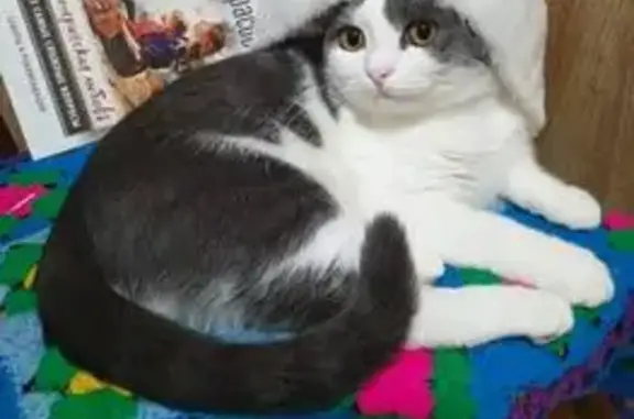 Пропала кошка, 12 квартал, 14, Донецк