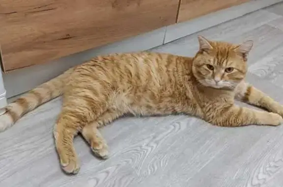 Объявления о пропавших и найденных животных, Покачи, фото: Пропала кошка на Кедровой улице, Покачи