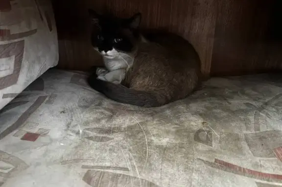 Найдена кошка, Красноярск, фото: Кошка найдена на Гусарова, 30, Красноярск