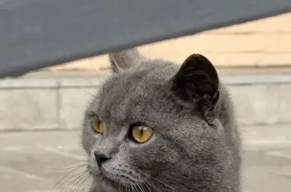 Найдена кошка, Полюстровский пр., 9, СПб