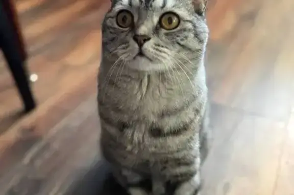 Кошки потеряшки, Истра, фото: Потеряшка кошка, Истра, Белобородова!