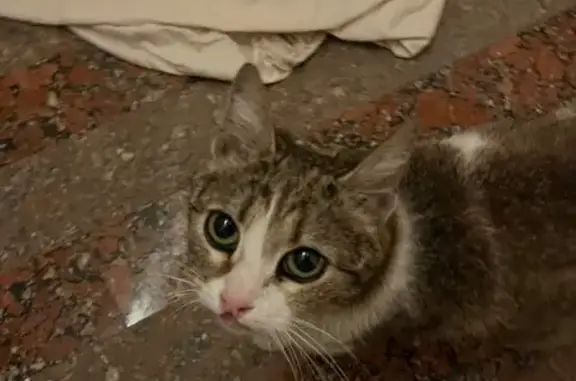 Найдена кошка, Ульяновская 18, Самара