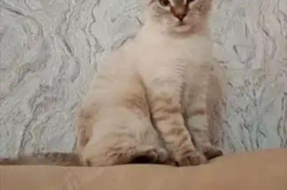 Кошки потеряшки, Ульяновск, фото: Потеряшка кошка, ул. Ефремова 71, Ульяновск