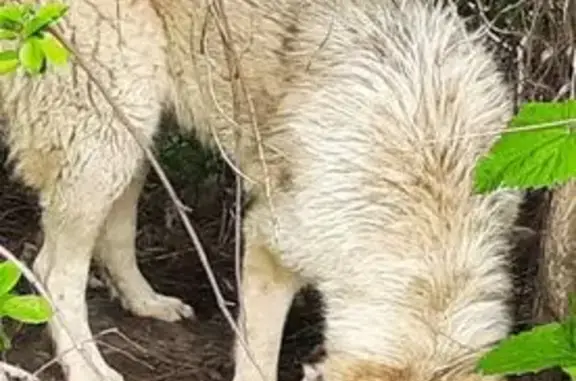 Найдена собака, Лабинск, фото: Собака найдена: Революционная ул., 286