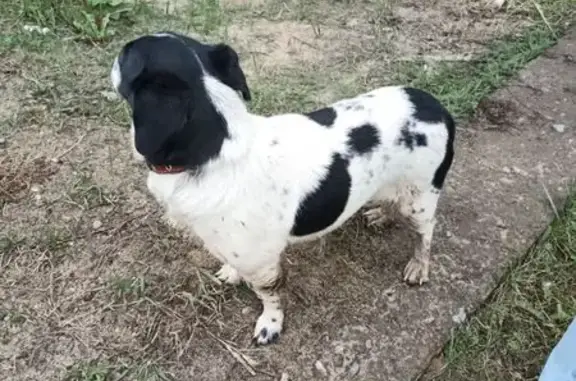 Найдена собака, Лукино, фото: Собака найдена, ул. Чкалова 15, Лукино