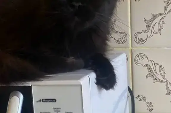 Потерянные животные Саратов, фото: Пропала кошка, Тулупная ул. 12, Саратов