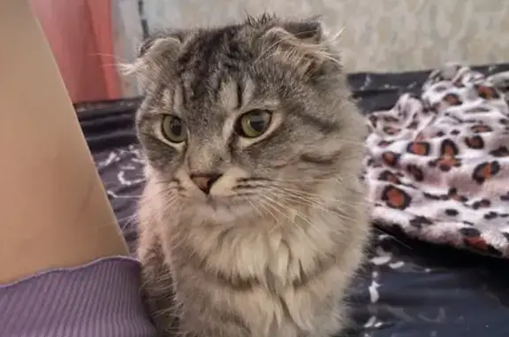 Серенькая вислоухая кошка, Уральская ул.