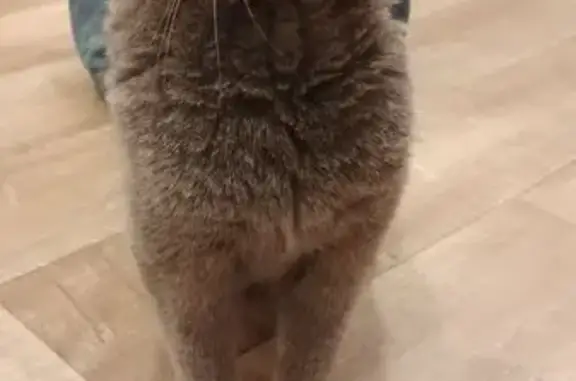 Кошка найдена, Флагманская ул., Калининград