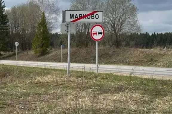 Найдена собака, Вологодская область, фото: Собака найдена в Марково, Вологодская обл.