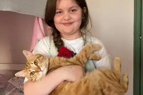 Кошки потеряшки, Лыткарино, фото: Потеряшка кошка, Лесная ул., 20А, Лыткарино