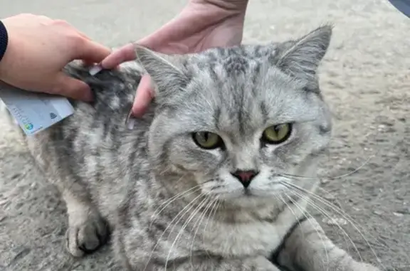 Найдена кошка, Ульяновск, фото: Кошка найдена, Ульяновск, Станкостроителей 14