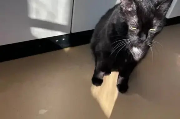 Объявления о пропавших и найденных животных, Москва, фото: Пропала кошка, ул. Генерала Белова, 21