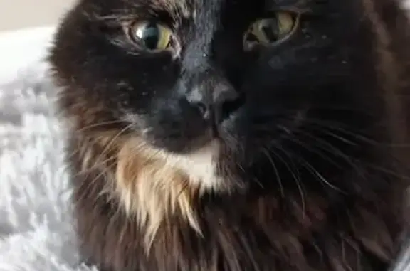 Потерянные животные Астана, фото: Пропала кошка, ул. Нажимеденов, Астана