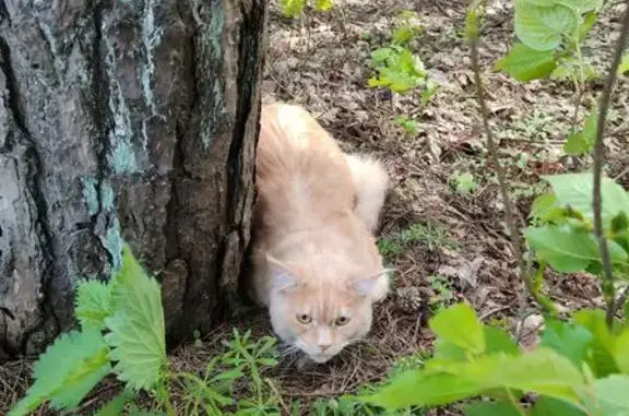 Найдена кошка, Калининград, фото: Найдена кошка, ул. Каблукова, 11, Калининград