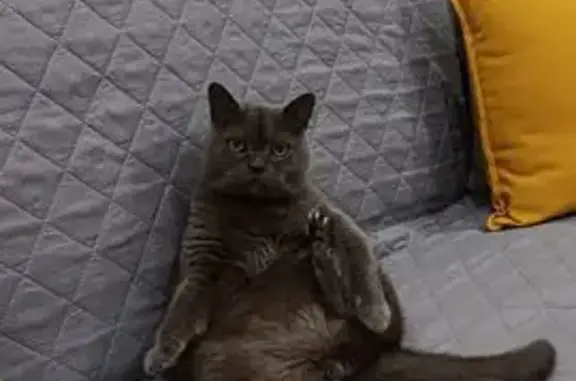 Кошки потеряшки, , фото: Потеряшка кошка, ул. Ленина, 35, Свободный