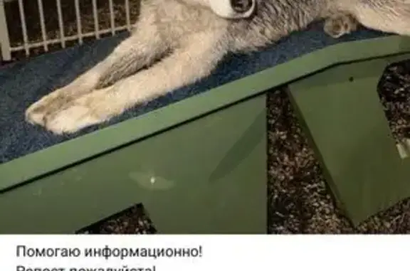 Найдена собака, Казань, Татарстан