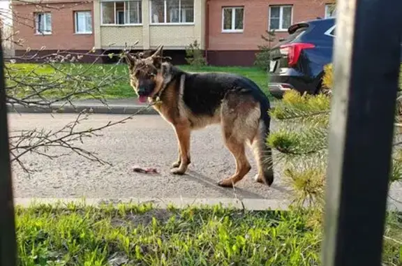 Овчарка найдена на ул. Додонова, 4 к7