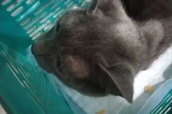 Серая кошка найдена на Цимлянской, 35Ж