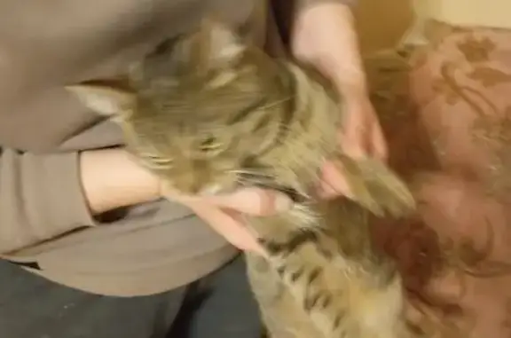 Найдена кошка, Уфа, фото: Найдена кошка, ул. Кувыкина 14/4, Уфа