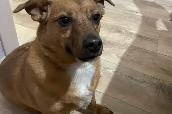 Найдена собака, Красноярск, фото: Найдена собака, Крайняя ул., 2, Красноярск