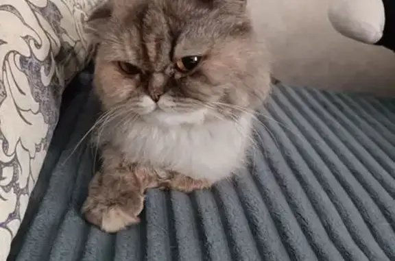 Найдена кошка, Набережные Челны, фото: Породистая кошка найдена, 63/1А, Н. Челны