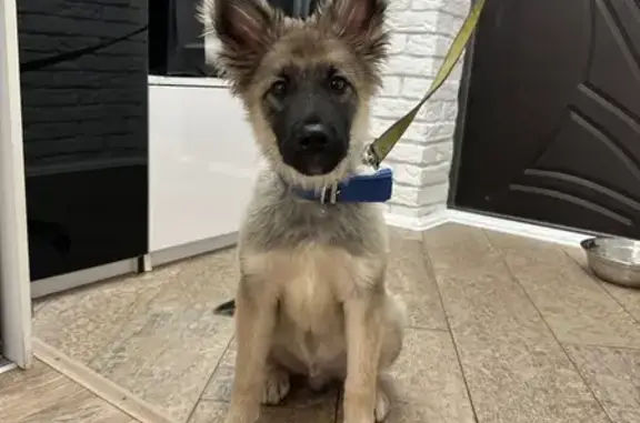 Собака найдена у Магнита, Кривоусова 48