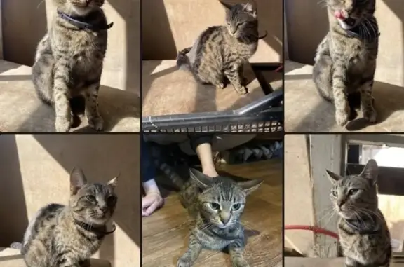 Кошка найдена: Березниковский пер. 32Т