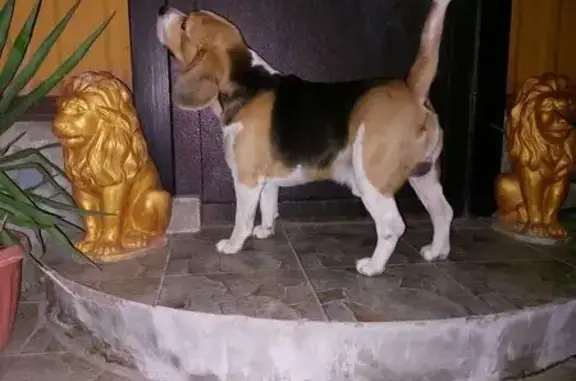 Найдена собака, , фото: Бигль найден на ул. Крымская, Феодосия